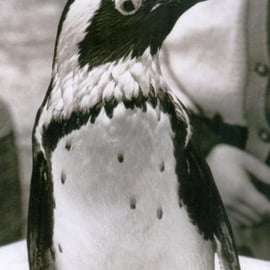 Trieste: kinderavontuur met pinguïn Marco
