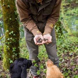 Livade: Guided Truffle Hunting Walking Tour