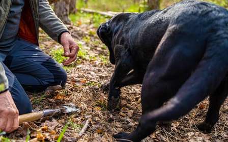 Motovun: Truffle Hunt & 3-Course Brunch with Locals