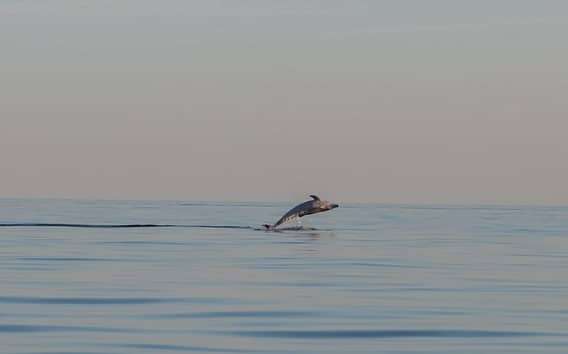 Dolphin safari every evening