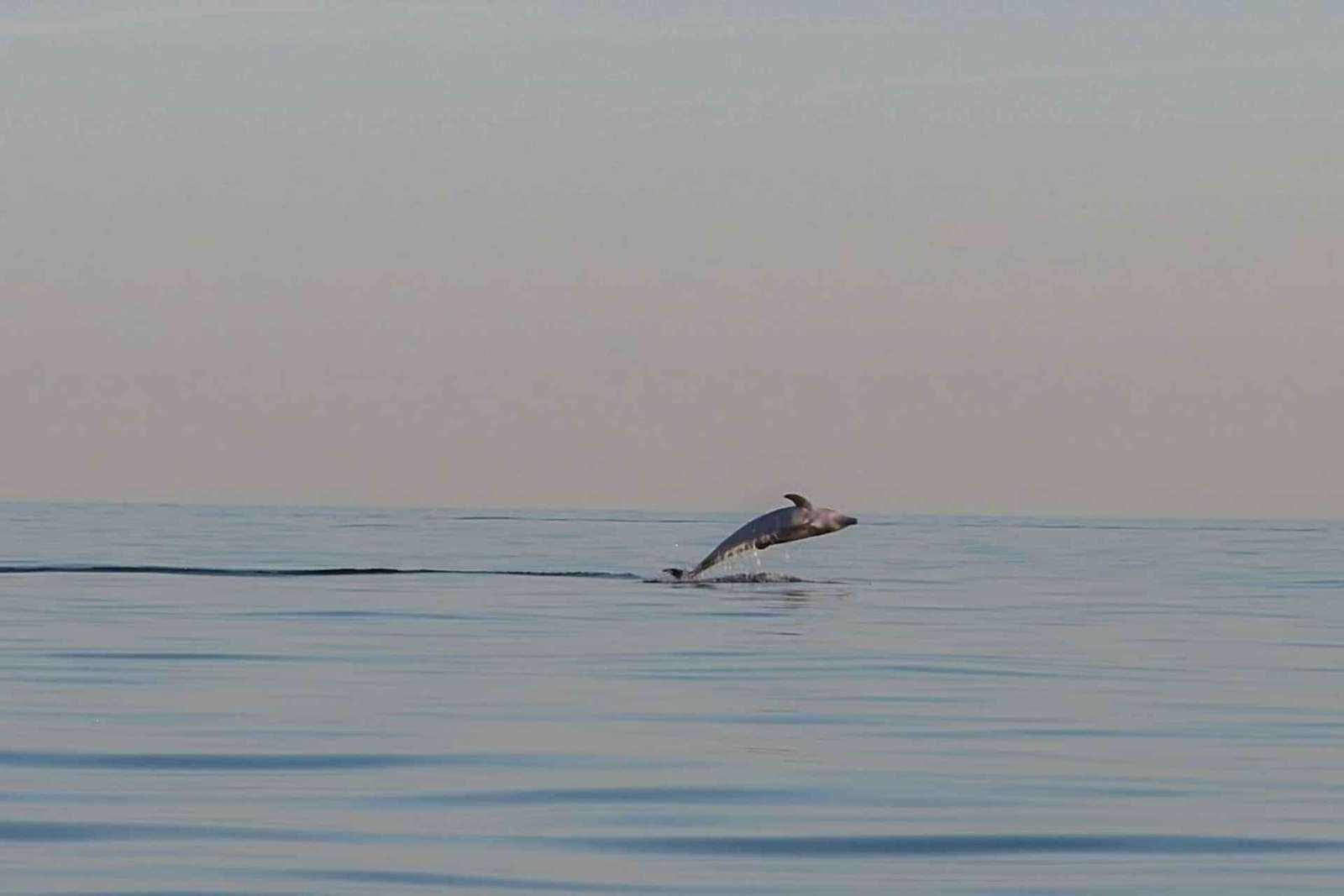 Dolphin safari every evening
