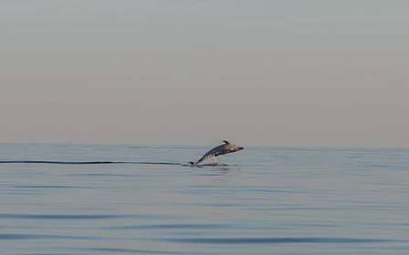 Dolphin safari every evening