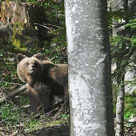 Postojna : excursion d'observation des ours avec un garde forestier et un guide local