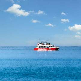 Umag: Dolphin Watching Catamaran Cruise with Glass Bottom