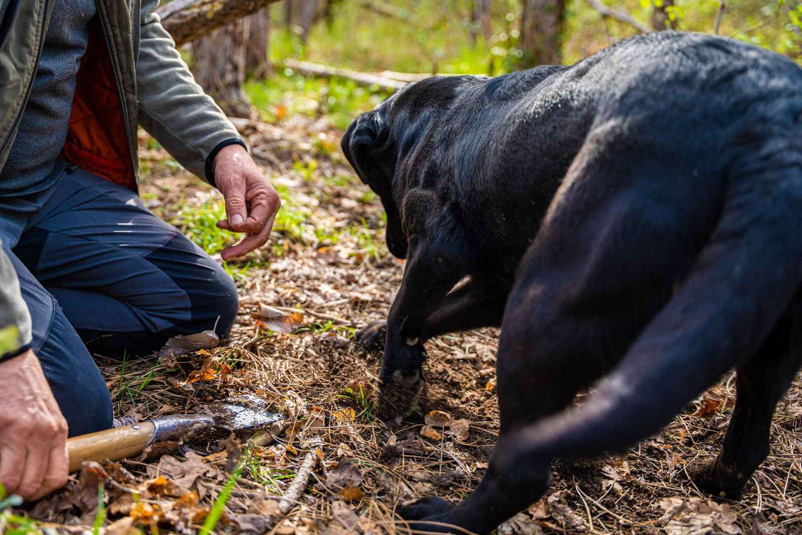 Motovun: Truffle Hunt & 3-Course Brunch with Locals