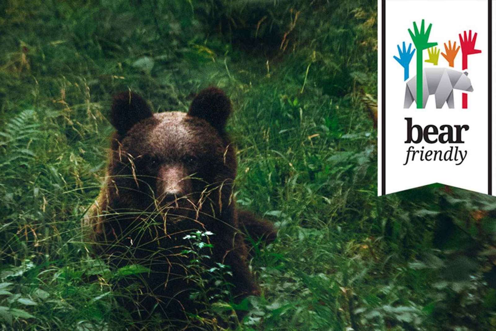 Postojna : excursion d'observation des ours avec un garde forestier et un guide local