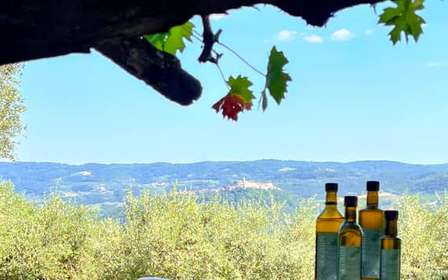 Northern Istria: Olive Oil Tasting with scenic landscape
