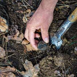 Motovun: Truffle Hunt & 3-Course Brunch with Locals