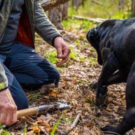 Motovun: Truffle Hunt & 3-Course Brunch with Locals