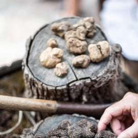 Istrië: truffeljacht en lunch met een lokale familie