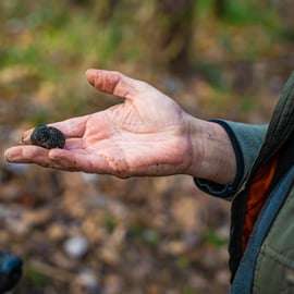 Motovun: Truffle Hunt & 3-Course Brunch with Locals