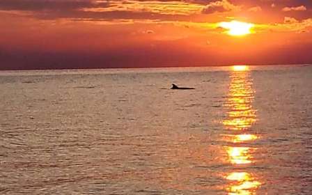 Umag: Dolphinwatching & sunset panorama tour