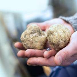 Livade: Guided Truffle Hunting Walking Tour