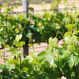 Trieste: Cividale Del Friuli and Wine Tastings