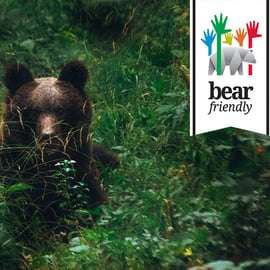 Postojna : excursion d'observation des ours avec un garde forestier et un guide local