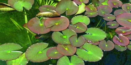 Orto Botanico