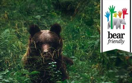 Postojna: Bear Watching Tour with Ranger and Local Guide