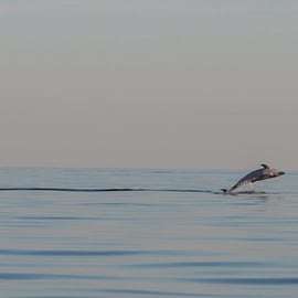 Dolphin safari every evening