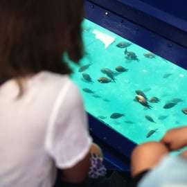 Umag: Dolphin Watching Catamaran Cruise with Glass Bottom